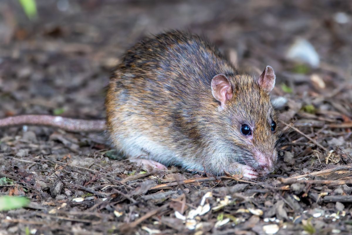 Rat brun, nuisible à dératiser